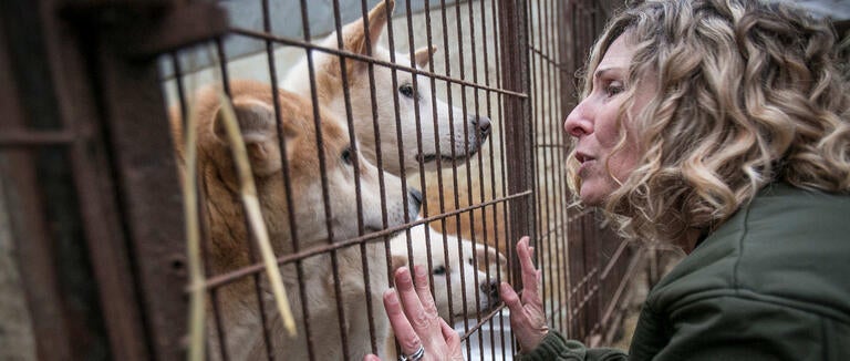 Kitty Block comforts dogs on a farm in Namyangju, South Korea, in 2015.